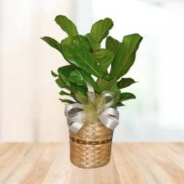 Fiddle Leaf Fig