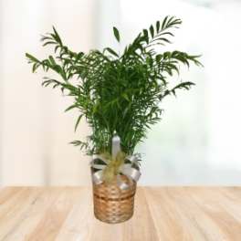Palm Plant