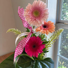 Pink, orange, and magenta gerbera daisies with a gingham ribbon