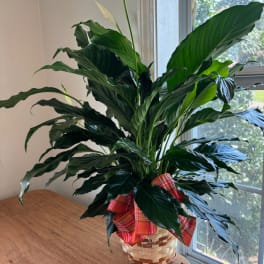 Tall potted green houseplant in a woven basket with a red plaid bow