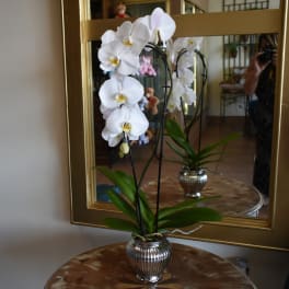 White orchid plant in a silver vase on a table