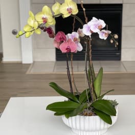 Potted orchids in yellow, pink, and white in a white ceramic planter