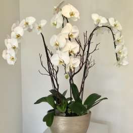 White orchid arrangement in a gold pot with dark branches