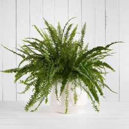 A lush fern plant in a white pot.