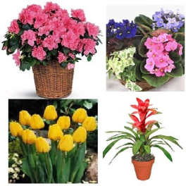Collage of potted flowers including pink blooms and yellow tulips