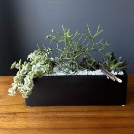 Succulent arrangement in a black rectangular planter with white stones