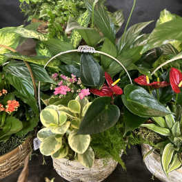 Basket arrangement of tropical plants with red anthuriums and white peace lilies