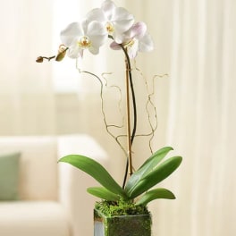 One Stem White Orchid