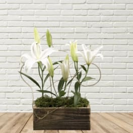 White lilies arranged in a rectangular wooden box