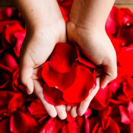 Child’s cupped hands holding bright red rose petals over a bed of petals