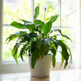 Potted peace lily with one white bloom in a white container by a bright window.