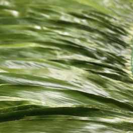 Layered long green leaves bound together with green twine