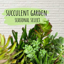 Assorted succulents arranged in a garden display with a text sign