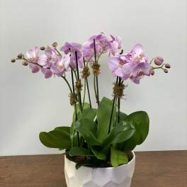 Pink orchid plant in a white geometric pot