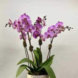 Pink orchid plant in a white textured pot
