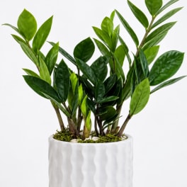 Potted green plant with glossy leaves in a white ceramic planter