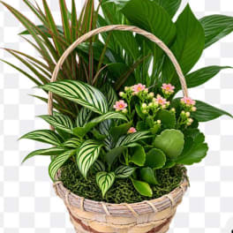 Mixed potted plants in a woven basket with small pink flowers