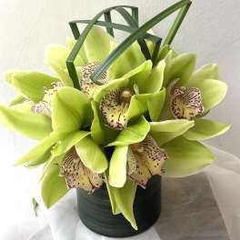 Lime green orchids arranged in a dark cylindrical vase
