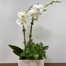 White orchids arranged in a rectangular white planter with green foliage