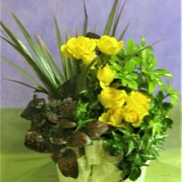 Yellow roses in a white pot with tall grass-like leaves