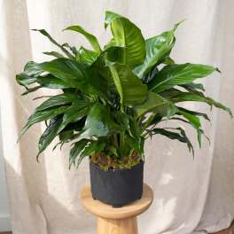 Potted green houseplant with broad glossy leaves in a black container