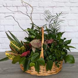 Mixed potted plants arranged in a wicker basket