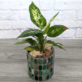Potted green houseplant in a mosaic glass container