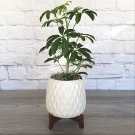 Single 4" Plant