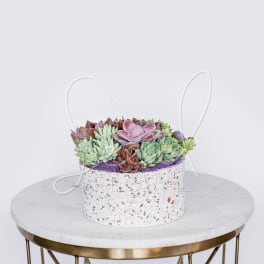 Round box filled with pastel succulents on a table