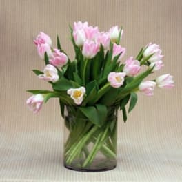 Pink and white tulips arranged in a clear glass vase