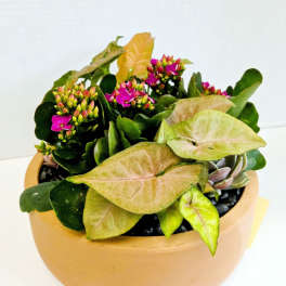 Potted arrangement with pink flowers and pale arrow-shaped leaves