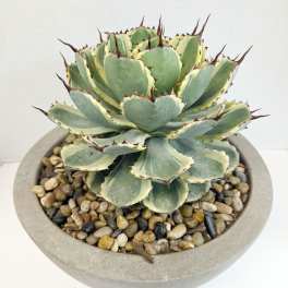 Potted succulent with variegated green leaves in a shallow round planter