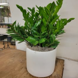 Potted green plant with glossy oval leaves in a white container