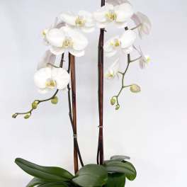 White orchid plant in a black pot with tall support stakes