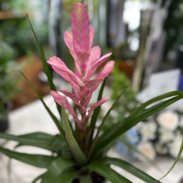 Pink bromeliad plant with long green leaves