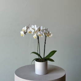 White orchid plant in a white pot on a round pedestal