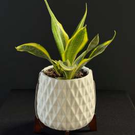 Growing Art Sansevieria Plant