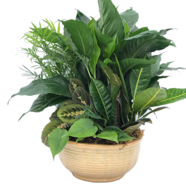 Mixed green foliage plants arranged in a low beige ceramic bowl