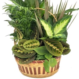 12" Dish Garden in Wicker Basket