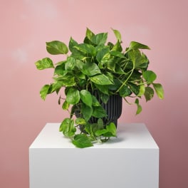 Pothos/Philodendron (Trailing)