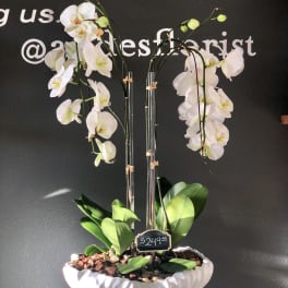 White orchids arranged in a tall ceramic planter with a price tag.