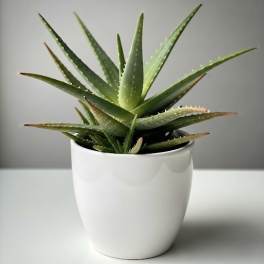 Potted aloe plant in a white ceramic pot