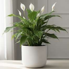 Potted peace lily with white blooms in a white planter