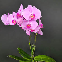 Pink orchid plant in a decorative pot