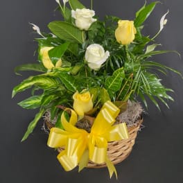 Basket arrangement of yellow and white roses with white peace lilies
