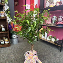 Potted braided ficus tree with a plaid bow in a white basket