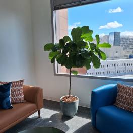 Potted fiddle leaf fig tree in a room by a window
