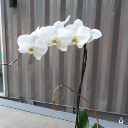 White orchid plant with a single arching stem and broad green leaves