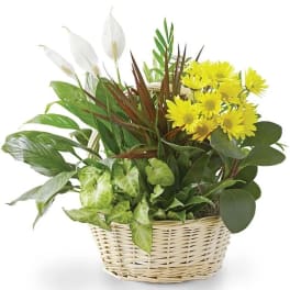 Basket arrangement with yellow daisies and white peace lilies