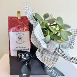Potted succulent gift set with a coffee bag and ribbon